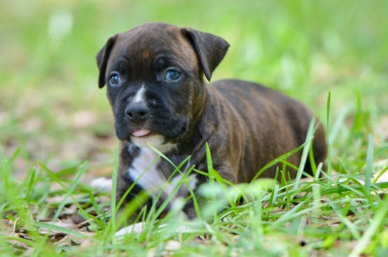 4 weeks