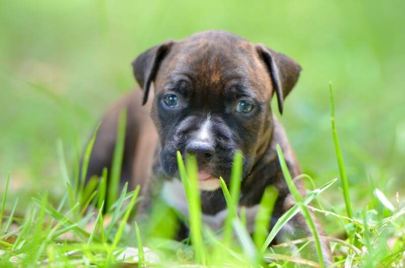 4 weeks