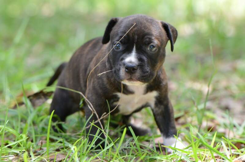 4 weeks