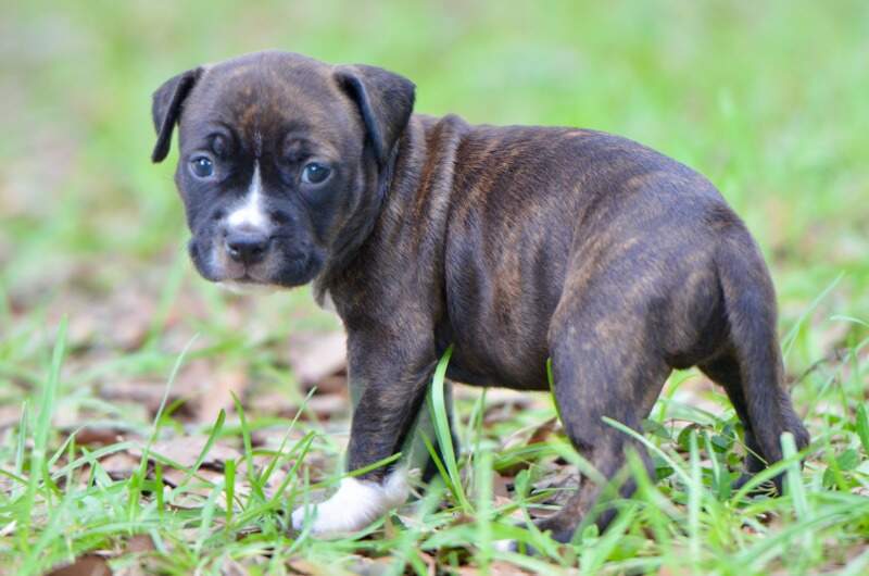 4 weeks