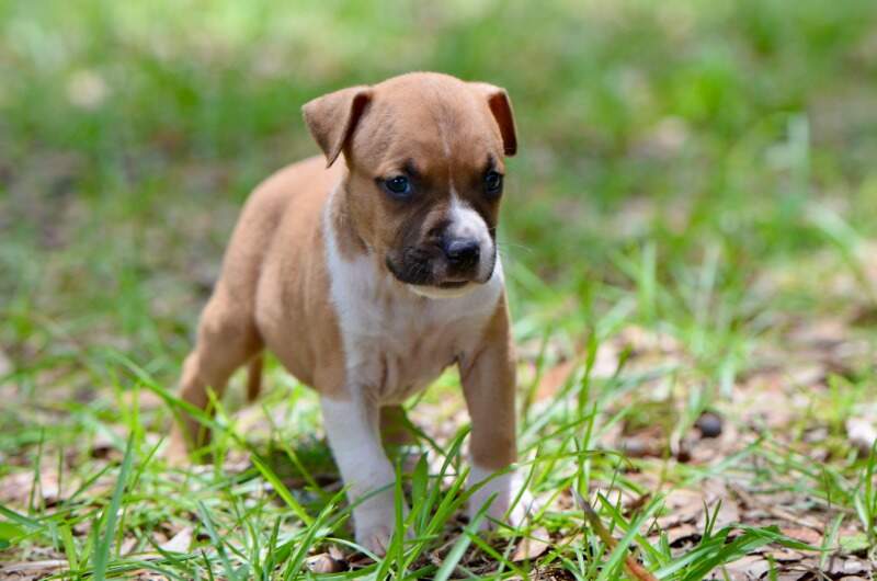 4 weeks