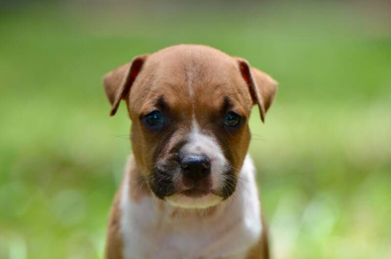 4 weeks