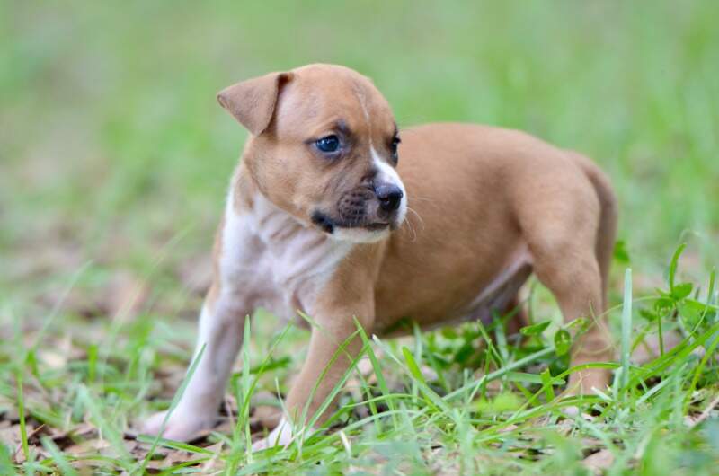 4 weeks