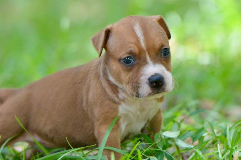 4 weeks