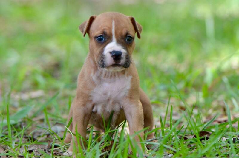 4 weeks