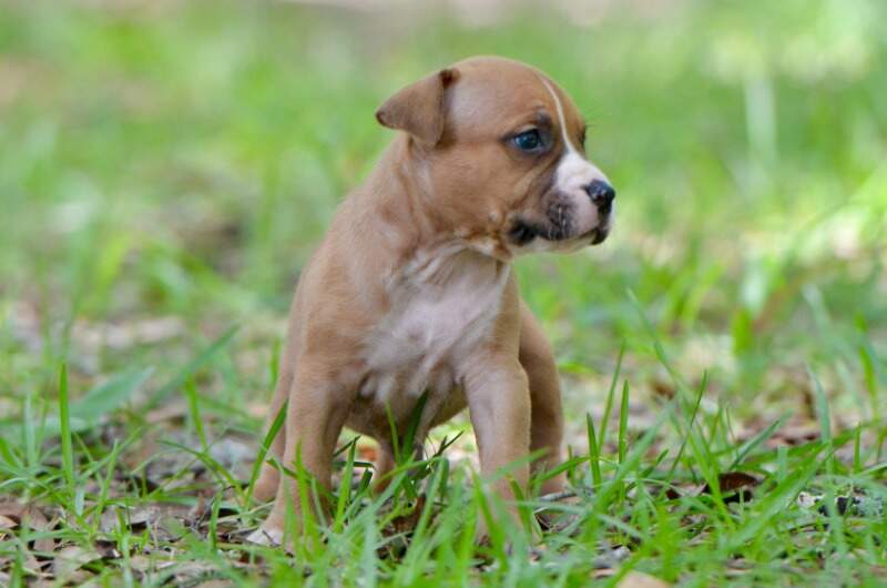 4 weeks