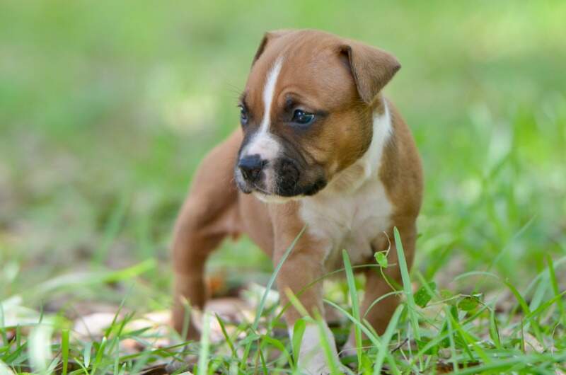 4 weeks