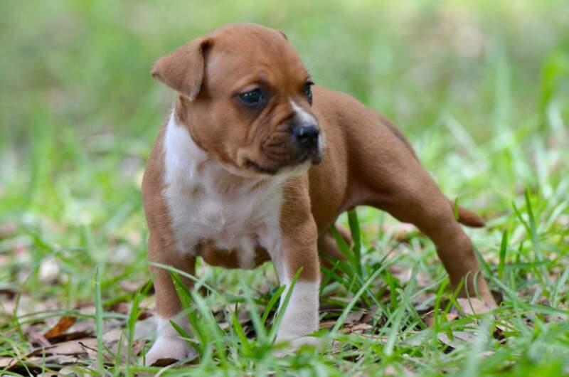 4 weeks