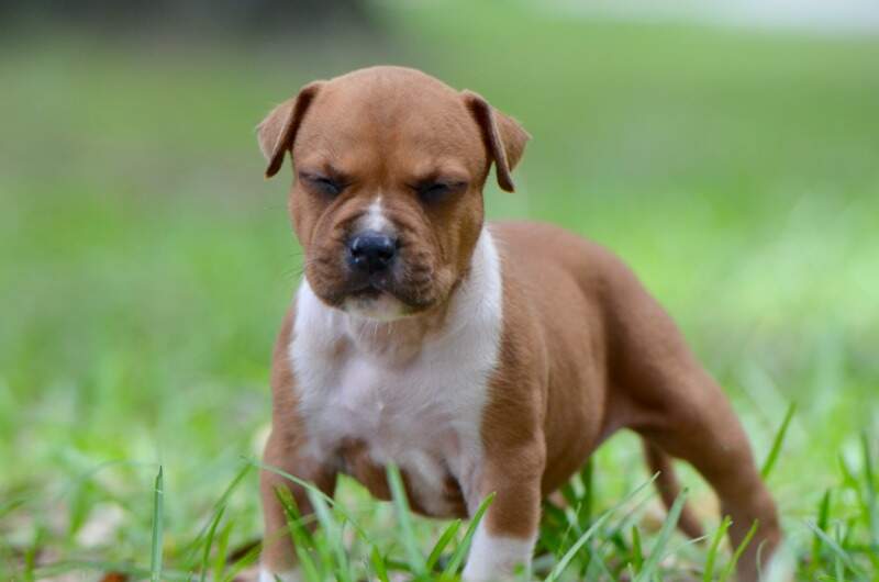 4 weeks