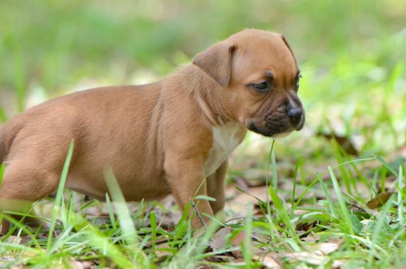 4 weeks