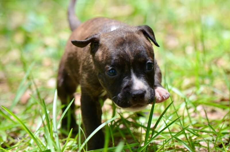 4 weeks