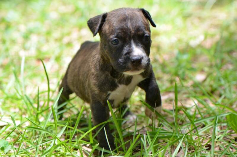 4 weeks