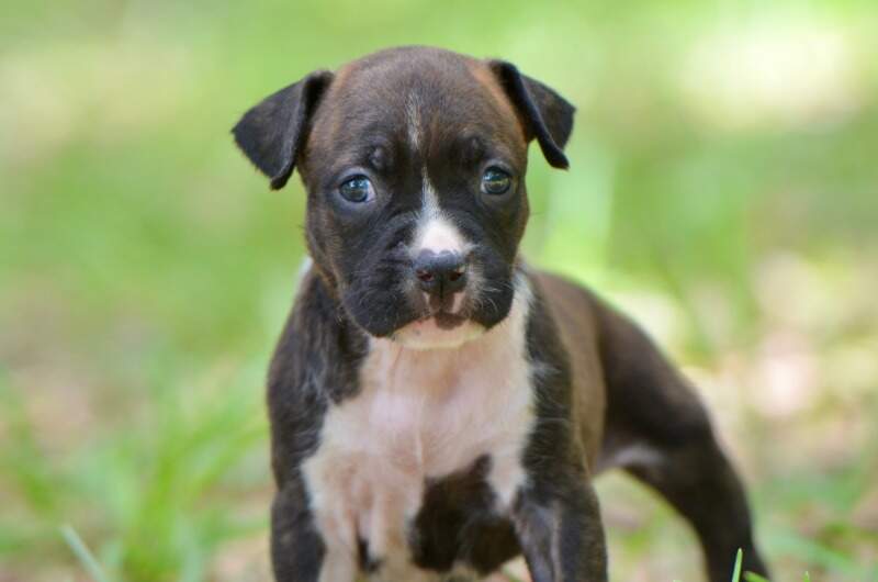4 weeks