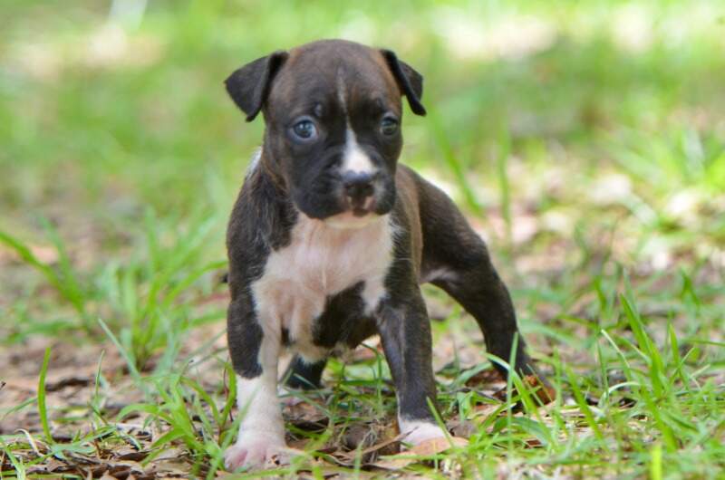 4 weeks
