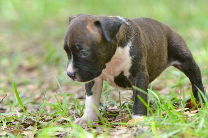 4 weeks