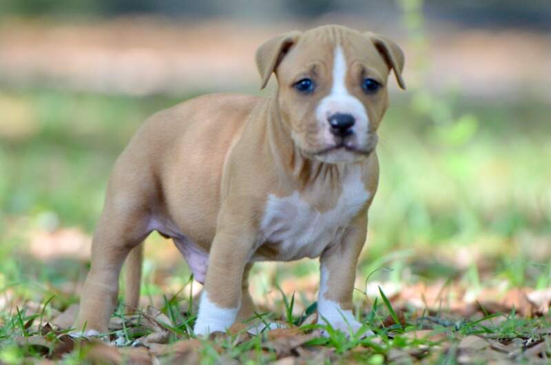 5 weeks