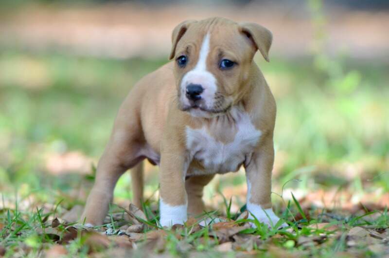 5 weeks