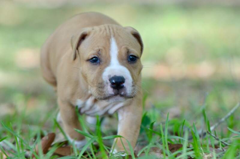 5 weeks