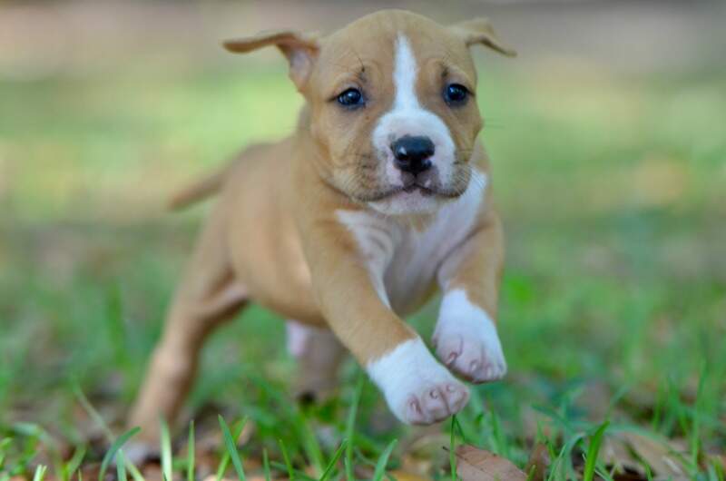 5 weeks