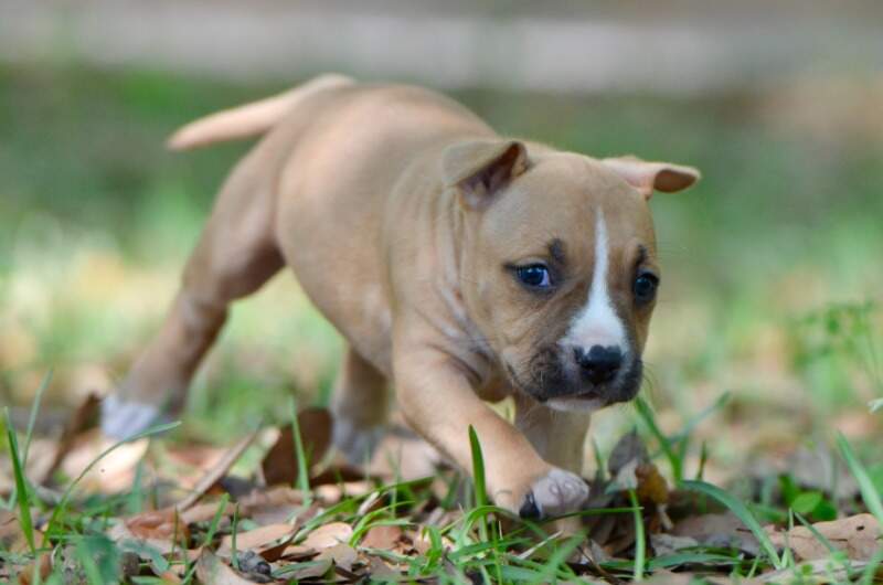 5 weeks