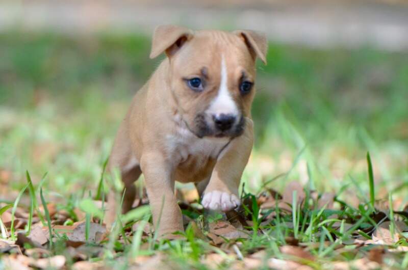 5 weeks