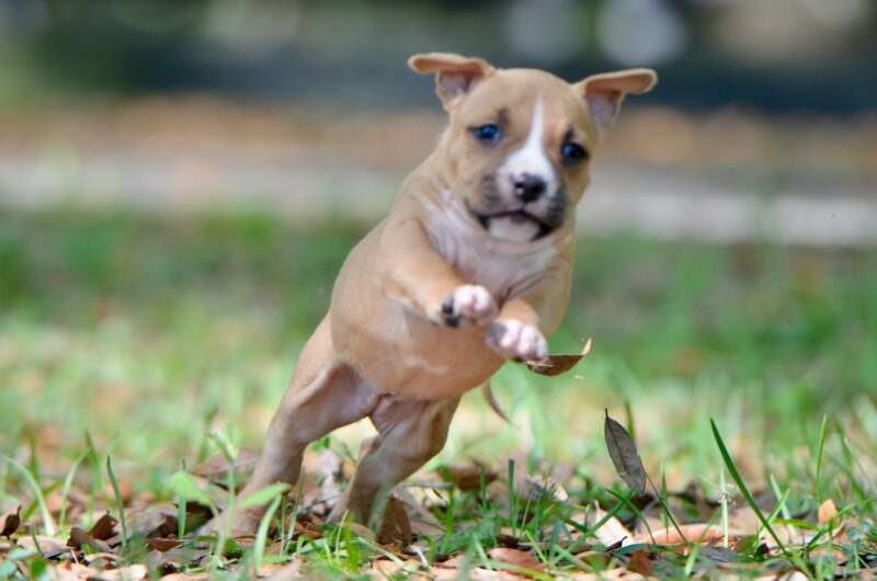 5 weeks