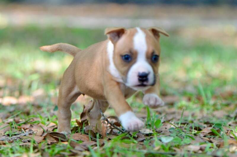 5 weeks