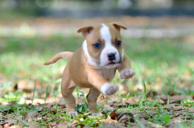 5 weeks