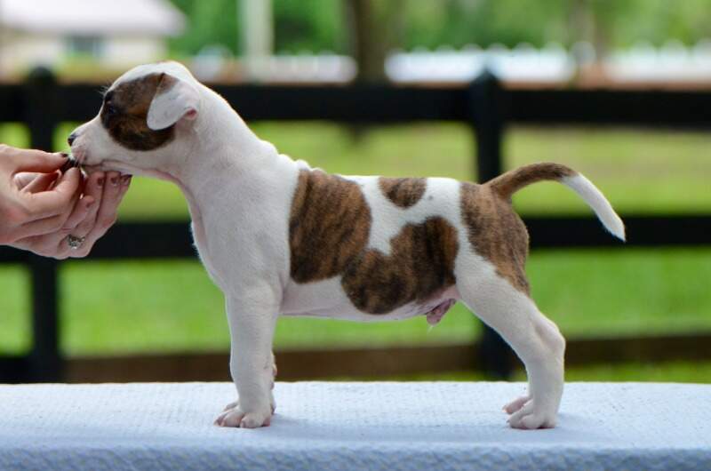 5 weeks