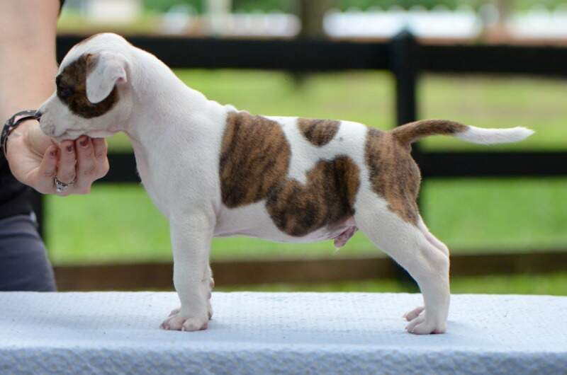5 weeks