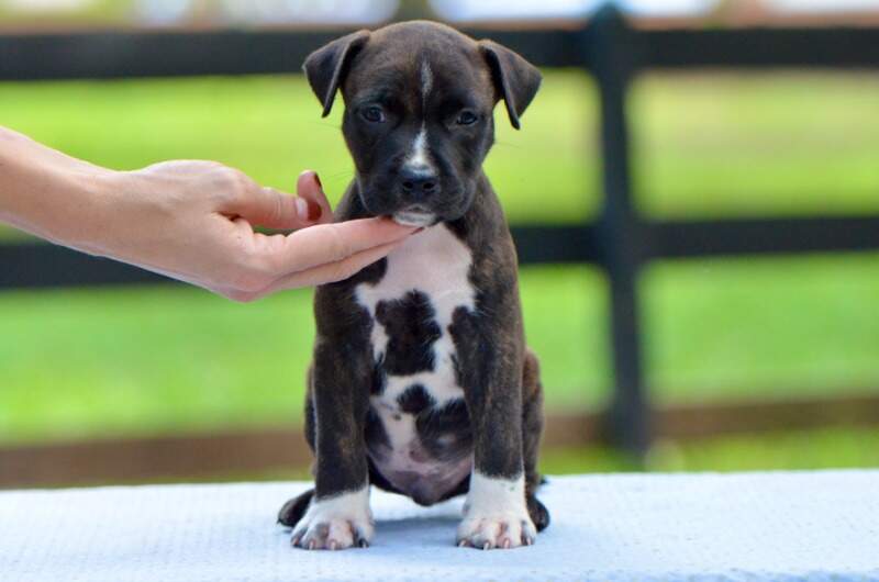 5 weeks
