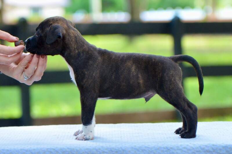 5 weeks