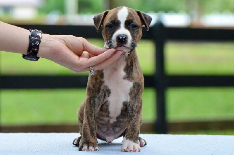 5 weeks