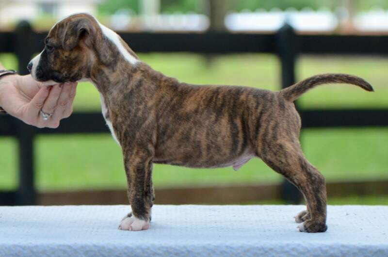 5 weeks