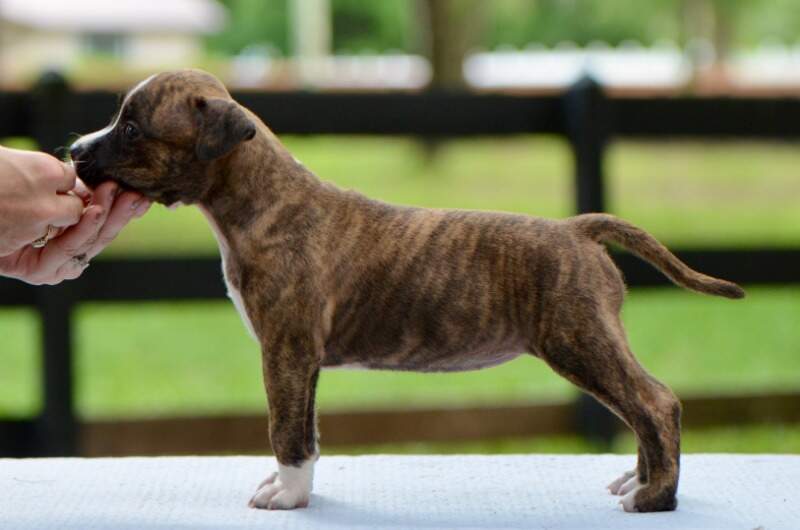 5 weeks