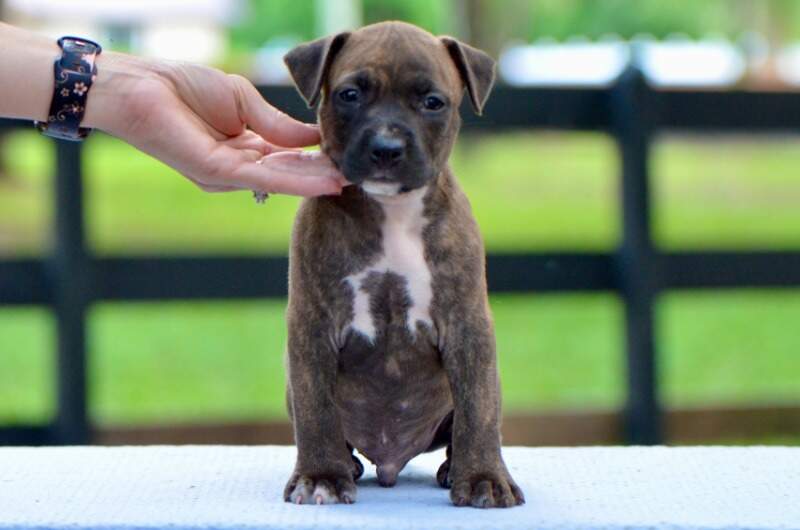 5 weeks