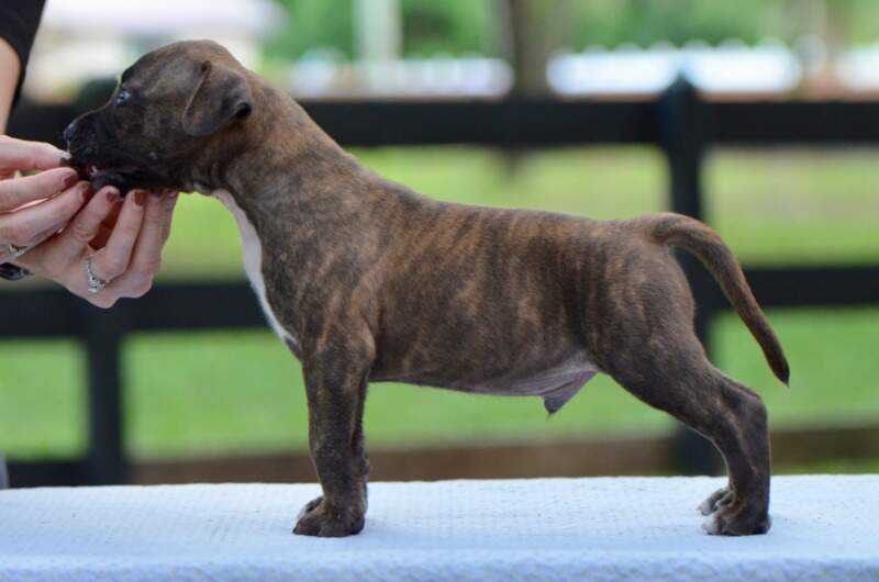5 weeks