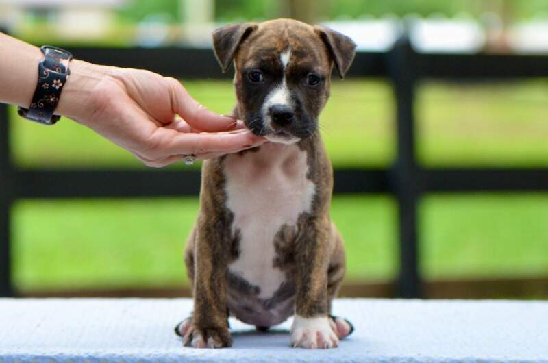 5 weeks