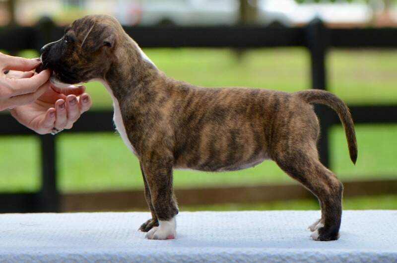 5 weeks