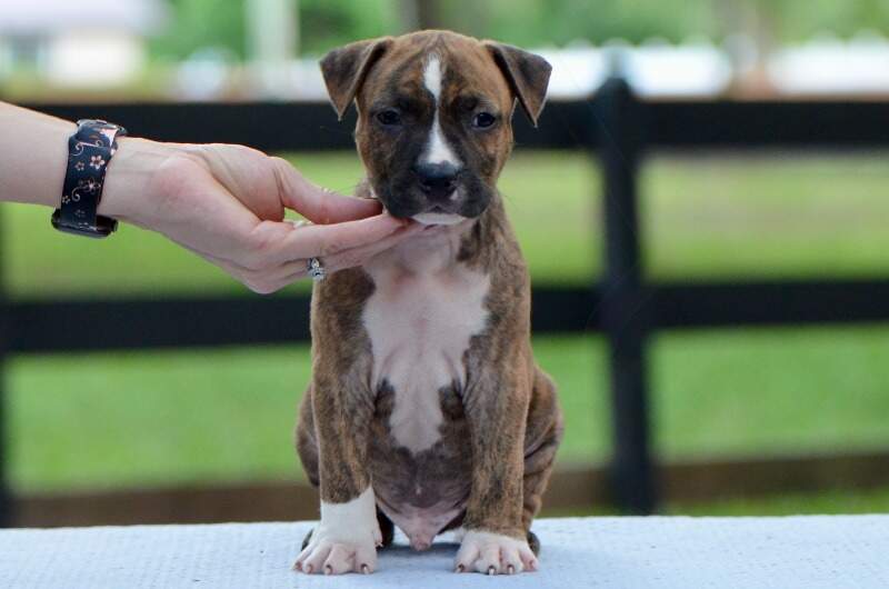 5 weeks