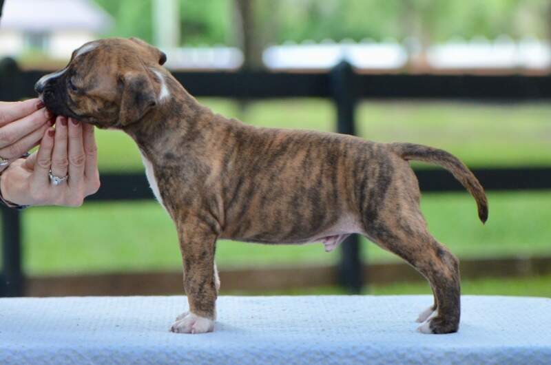 5 weeks