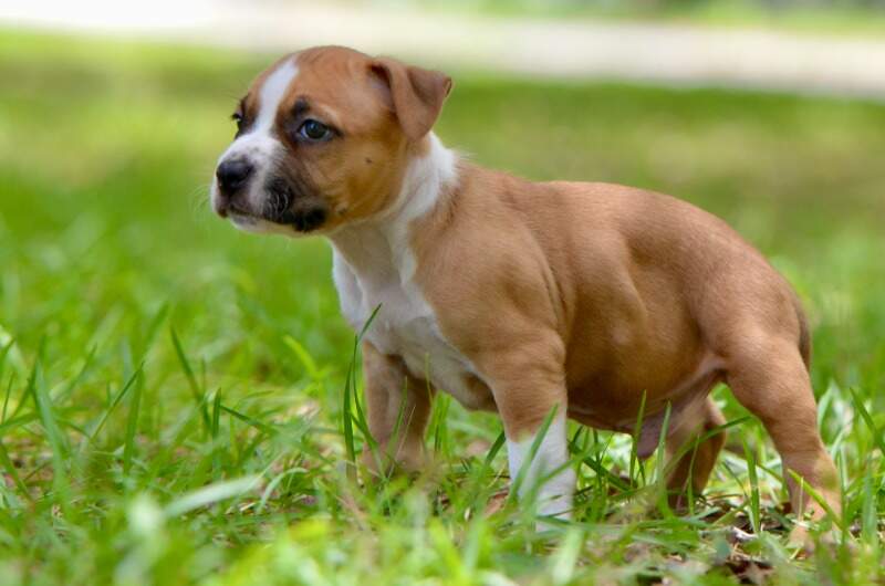 5 weeks