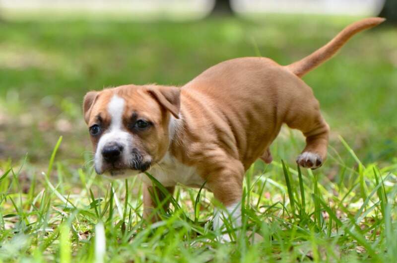 5 weeks