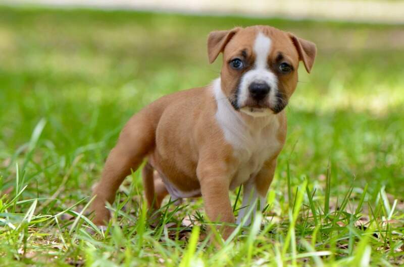 5 weeks