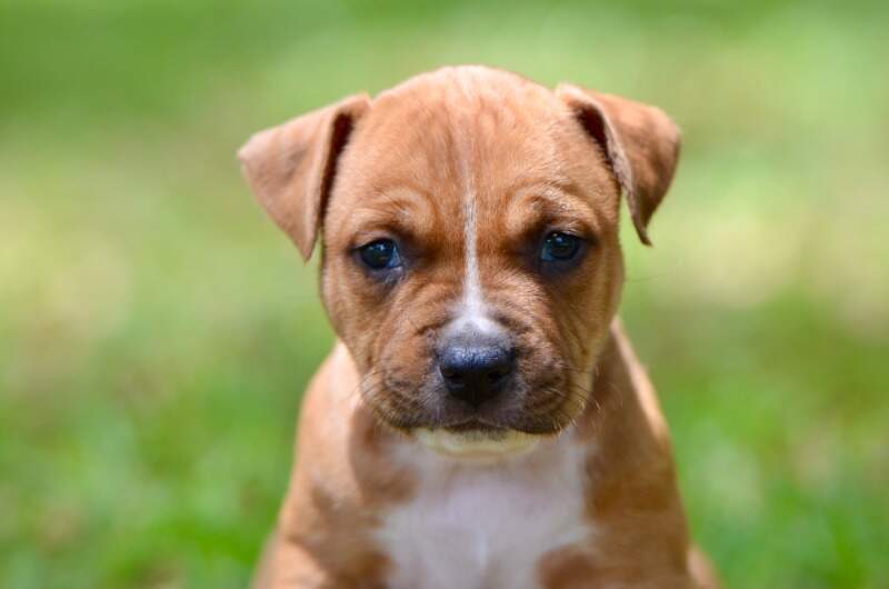 5 weeks