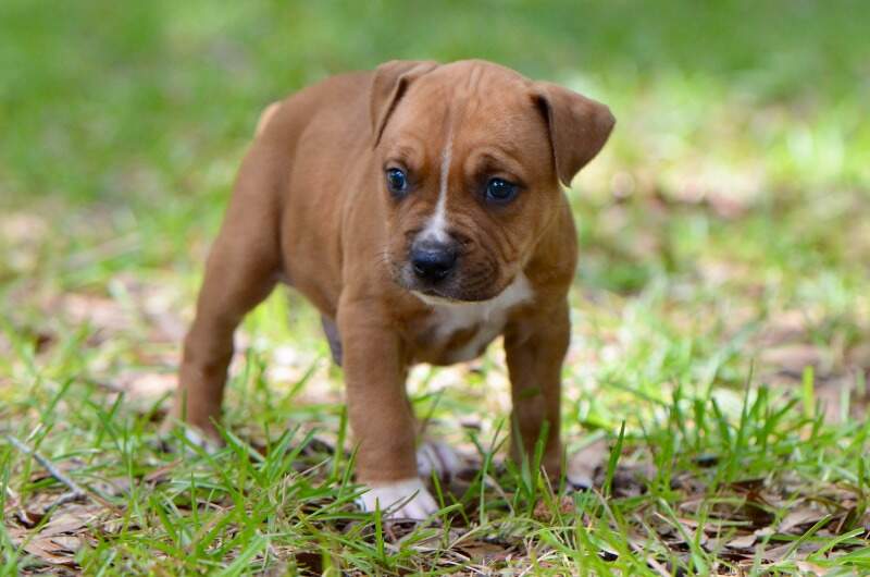 5 weeks