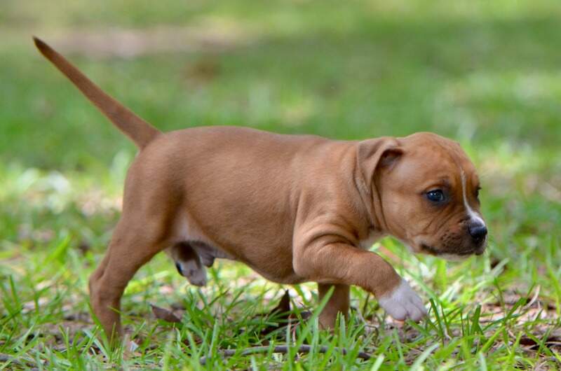 5 weeks