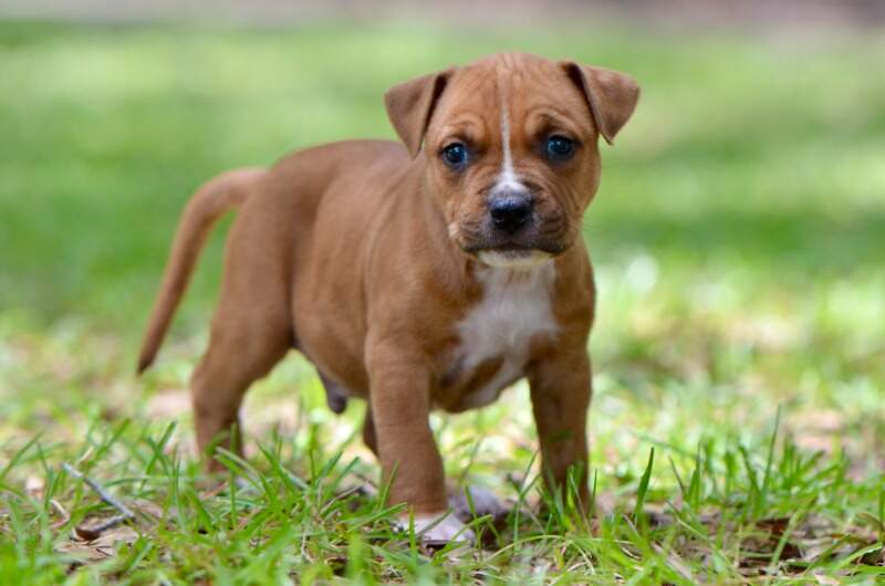 5 weeks