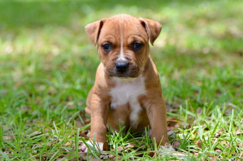 5 weeks