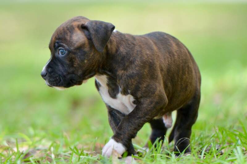 5 weeks